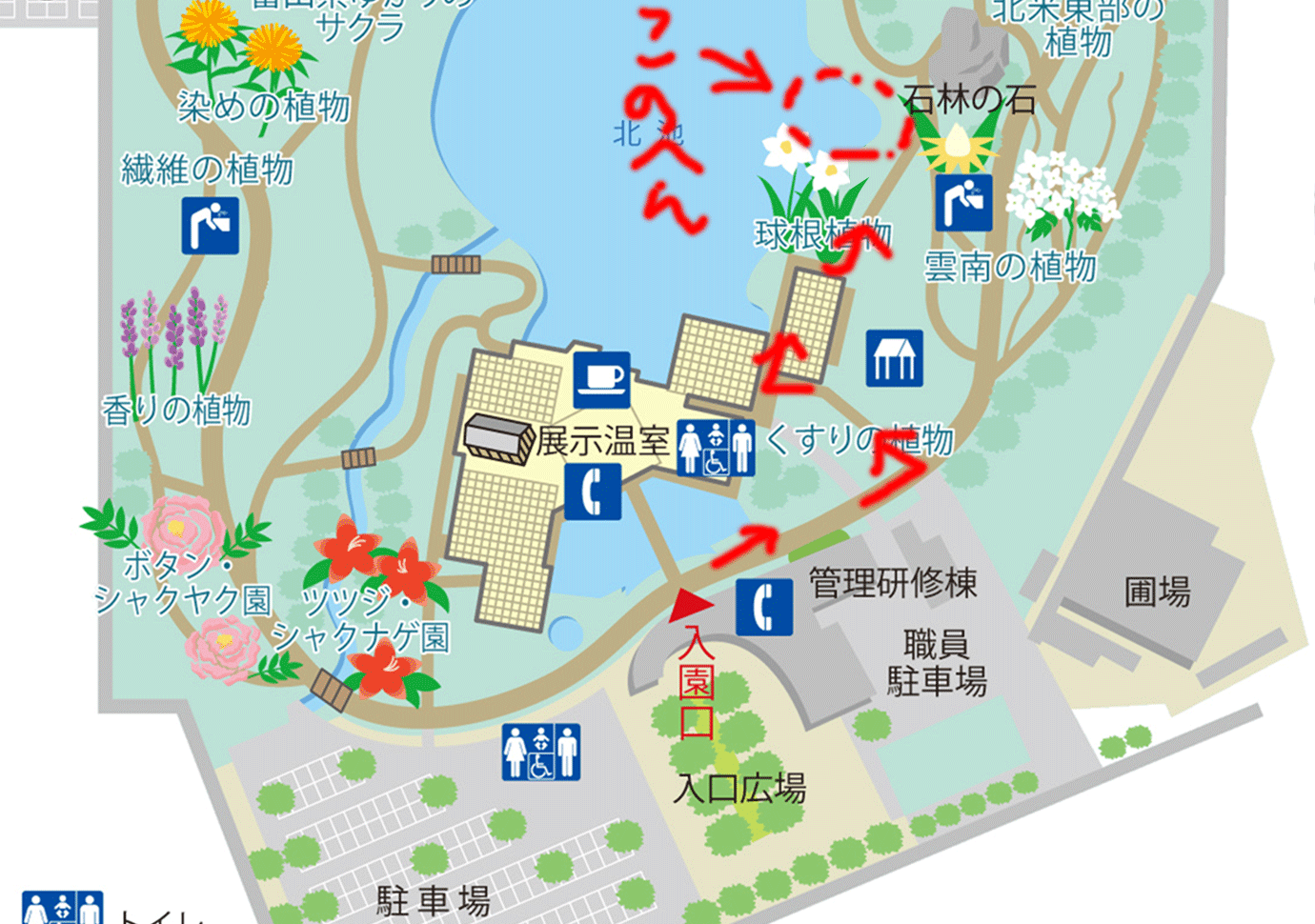 富山県中央植物園 の夏休みイベント オオオニバスに乗ってみよう に参加してきた体験談 子どもが乗っていいのは何キロまで 富山で子供とお出かけ遊び場体験ブログ 雨の日の室内施設や公園 観光情報 コトコトとやま
